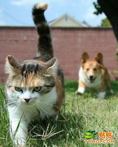 These funny animals (33 pics)