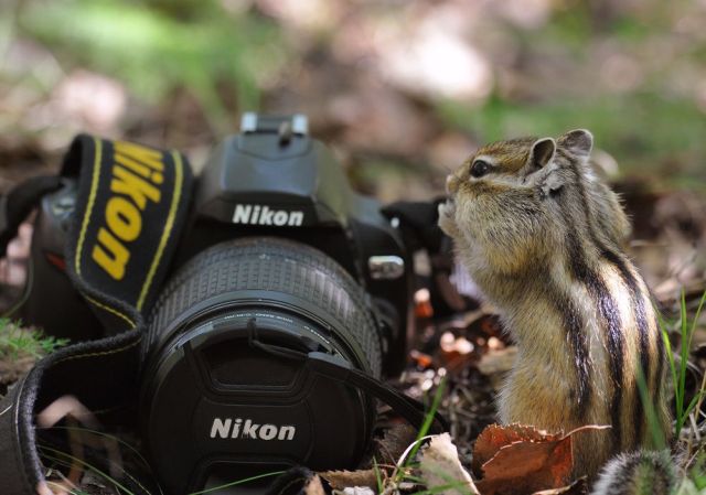 These funny animals (33 pics)
