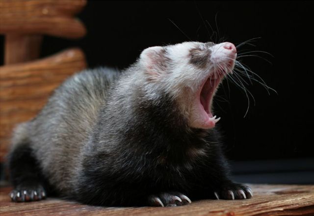 These funny animals (33 pics)
