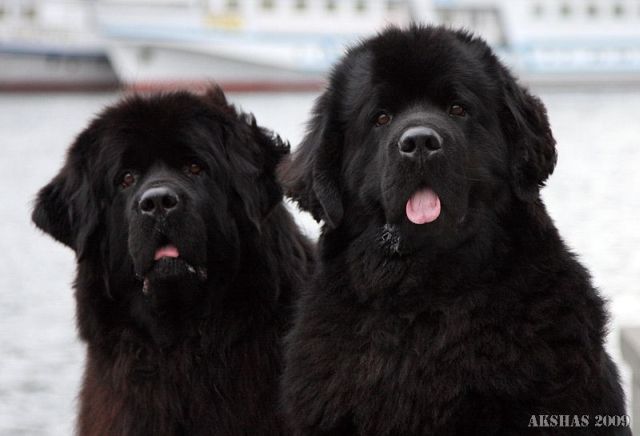 These funny animals (33 pics)