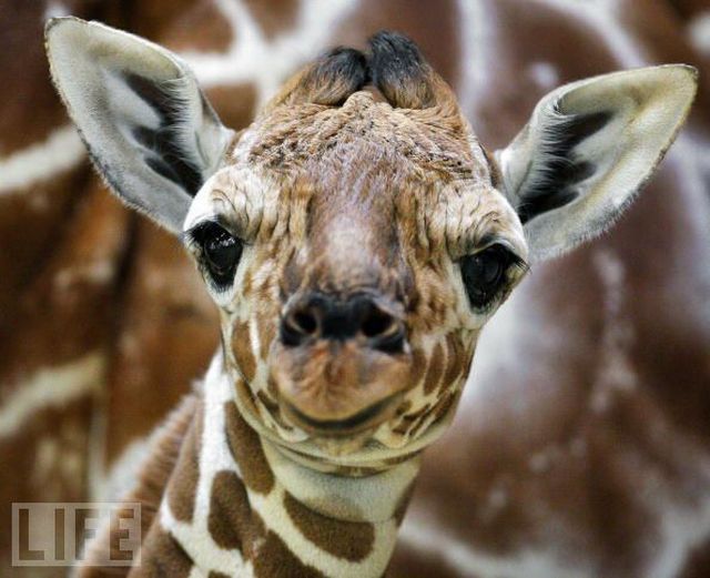 These funny animals (33 pics)