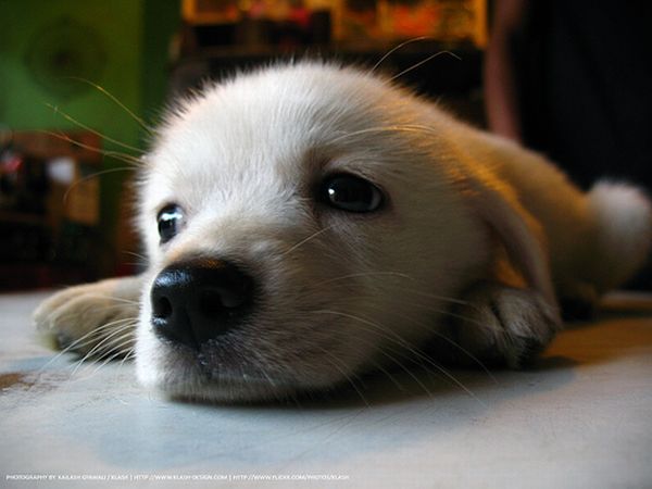 These funny animals (33 pics)