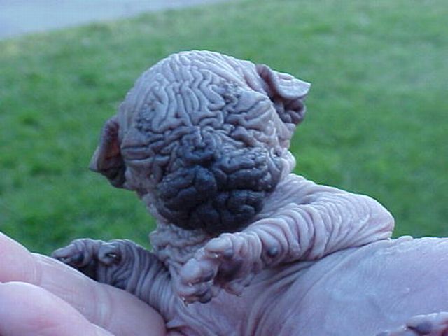 These funny animals (33 pics)