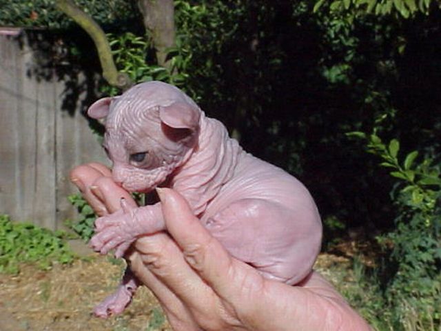 These funny animals (33 pics)