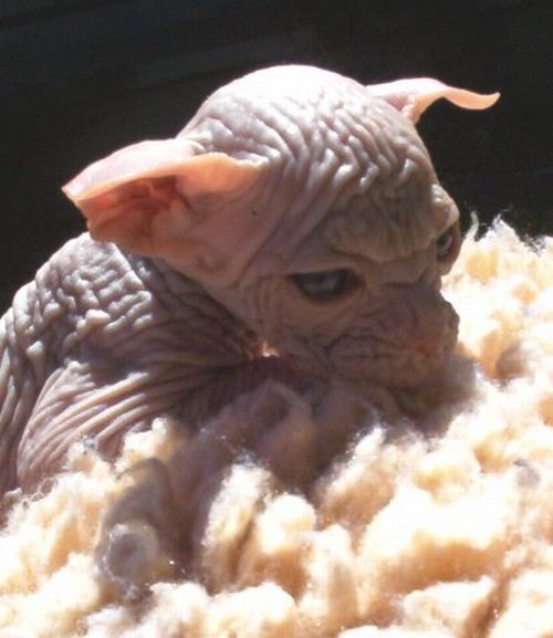 These funny animals (33 pics)