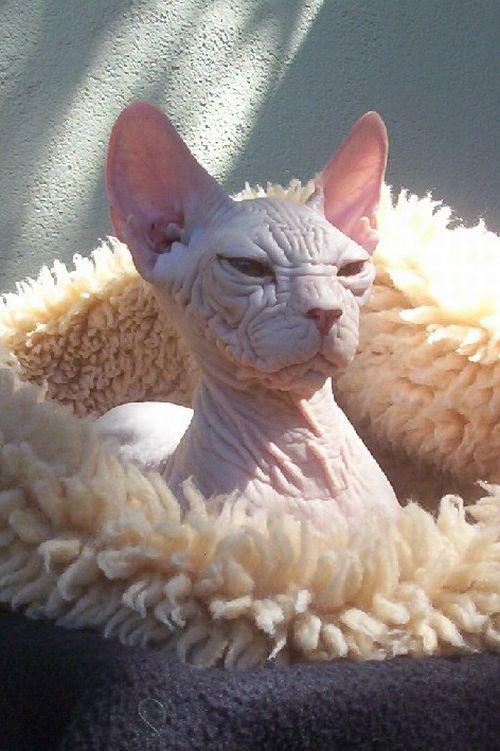 These funny animals (33 pics)