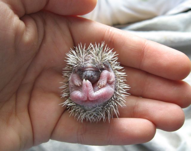 These funny animals (33 pics)