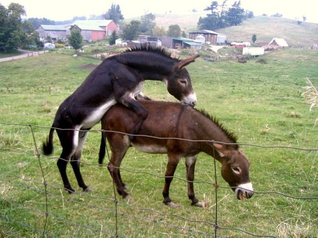 These funny animals (33 pics)