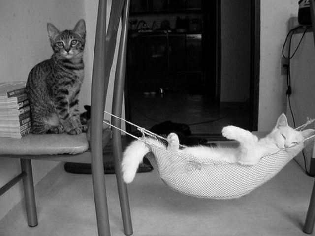 These funny animals (33 pics)
