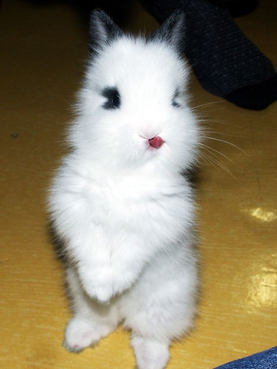 These funny animals (33 pics)
