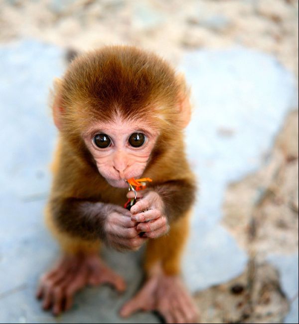 These funny animals (33 pics)