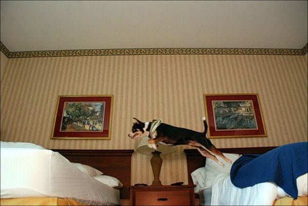 What People are Doing in Hotel Rooms (52 pics)