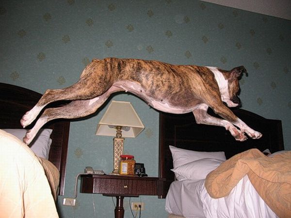 What People are Doing in Hotel Rooms (52 pics)