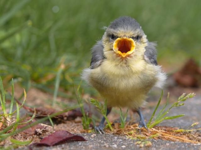 These funny animals (32 pics)