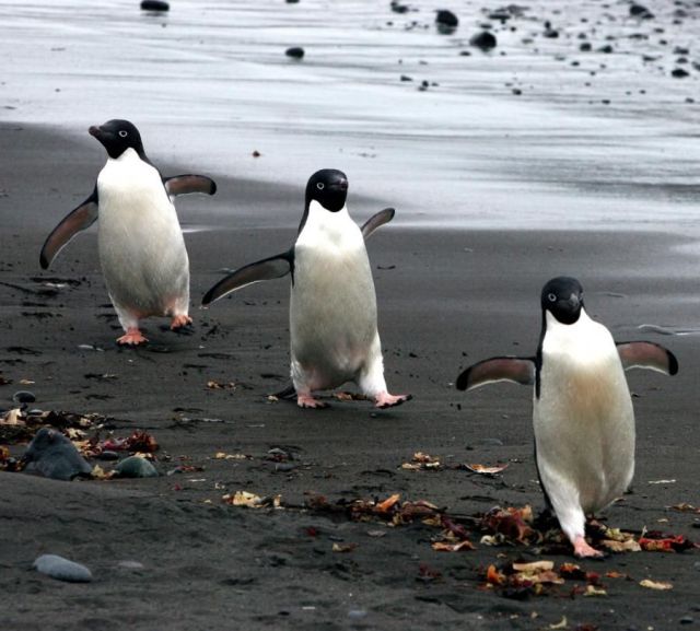 These funny animals (32 pics)
