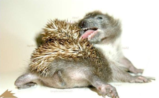 These funny animals (32 pics)