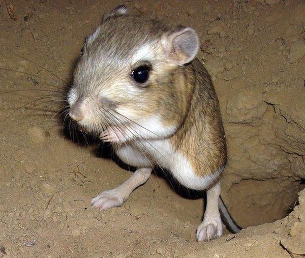 These funny animals (32 pics)