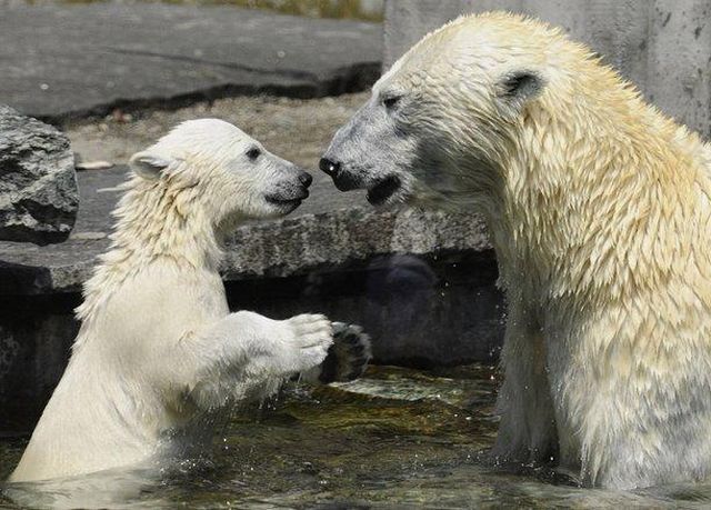 These funny animals (32 pics)