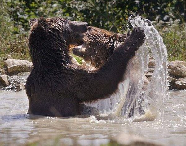 These funny animals (32 pics)