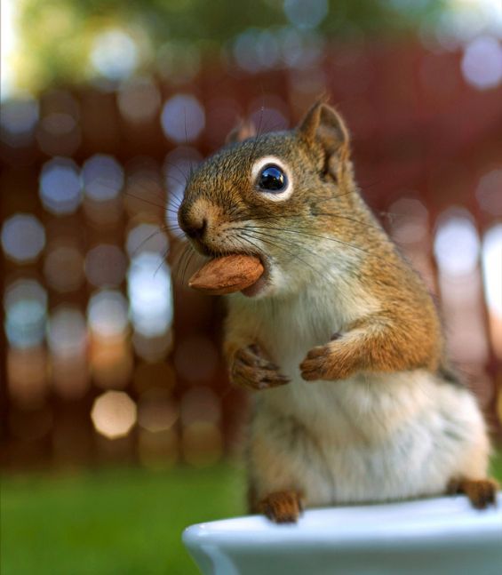 These funny animals (32 pics)