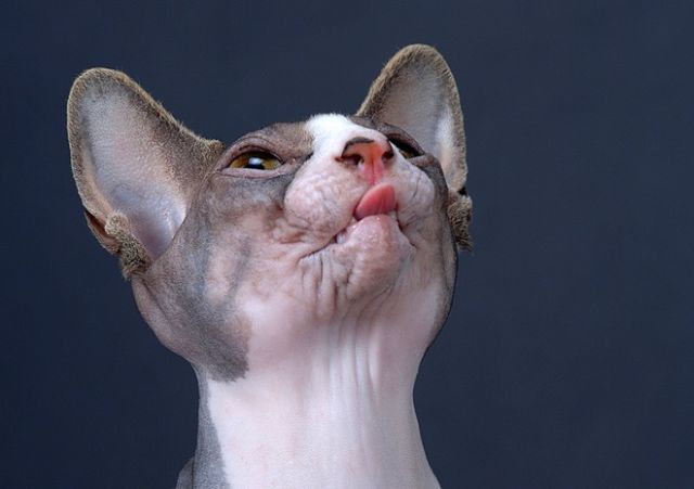These funny animals (32 pics)