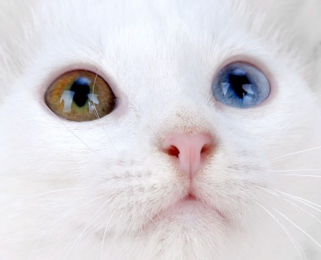 These funny animals (32 pics)