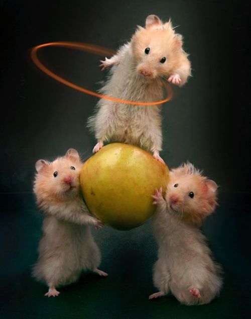These funny animals (32 pics)