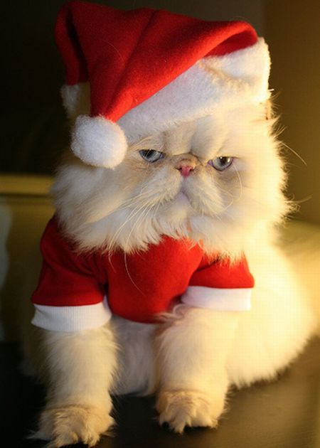 These funny animals (32 pics)
