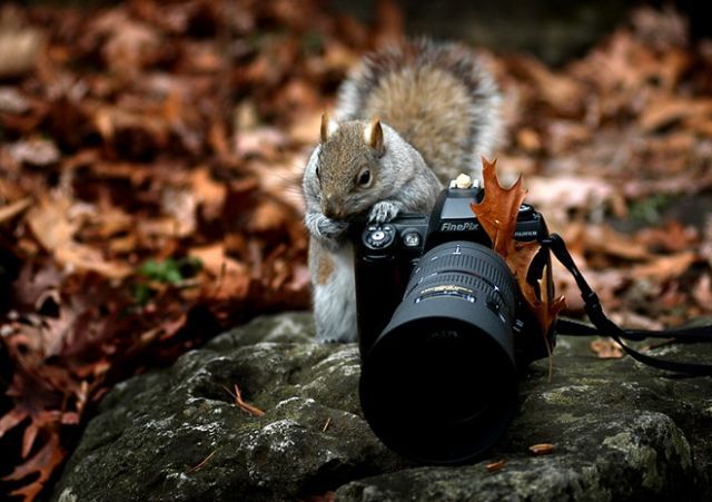 These funny animals (32 pics)