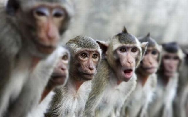 These funny animals (32 pics)