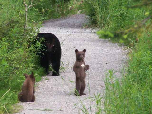 These funny animals (32 pics)