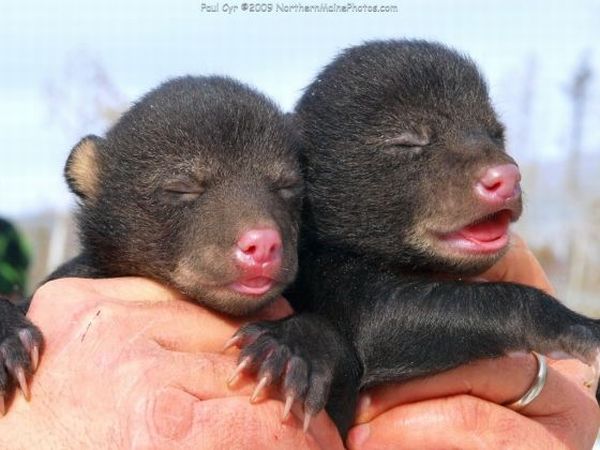 These funny animals (32 pics)