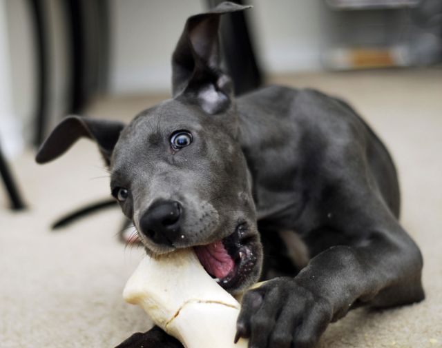 These funny animals (32 pics)