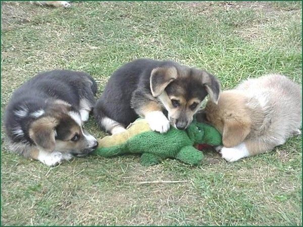 These funny animals (32 pics)