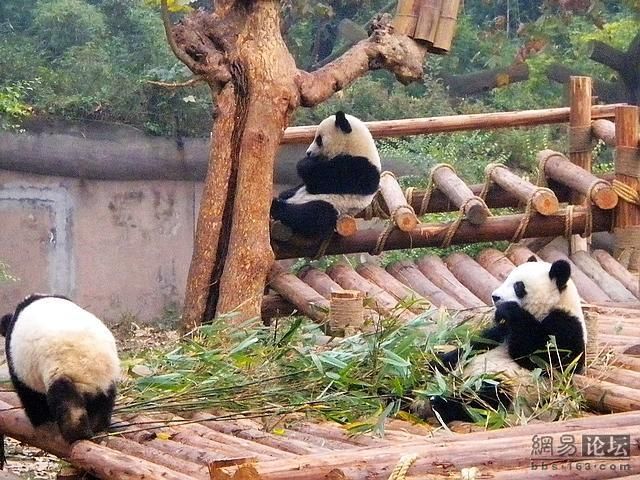 These funny animals (32 pics)