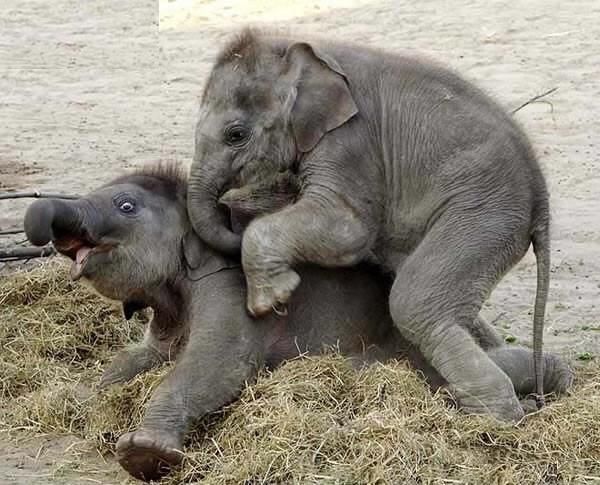 These funny animals (32 pics)