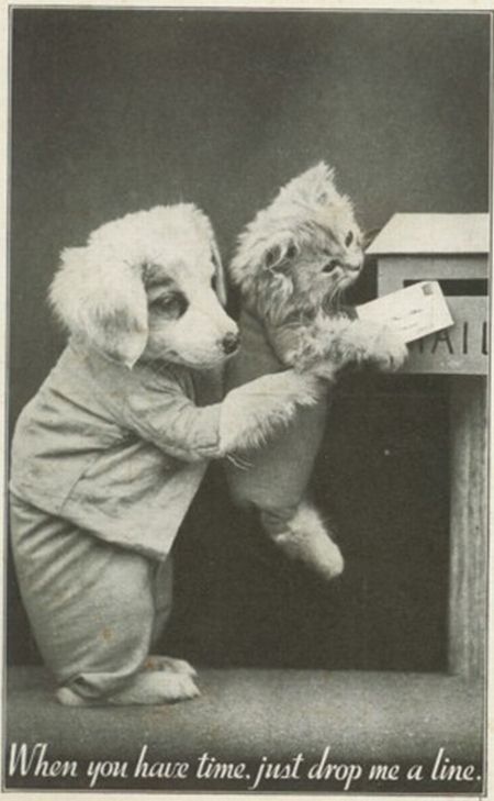 These funny animals (32 pics)