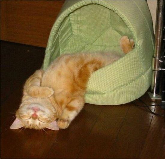 These funny animals (32 pics)