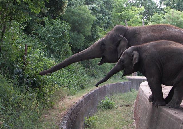 These funny animals (34 pics)