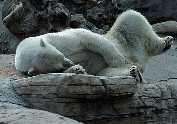 These funny animals (34 pics)