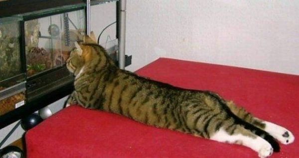These funny animals (34 pics)