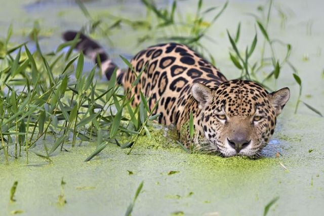 These funny animals (34 pics)