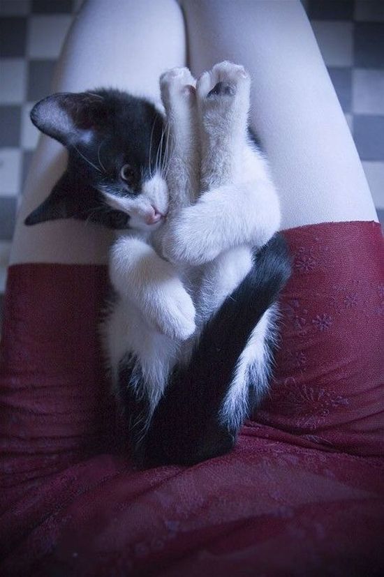 These funny animals (34 pics)