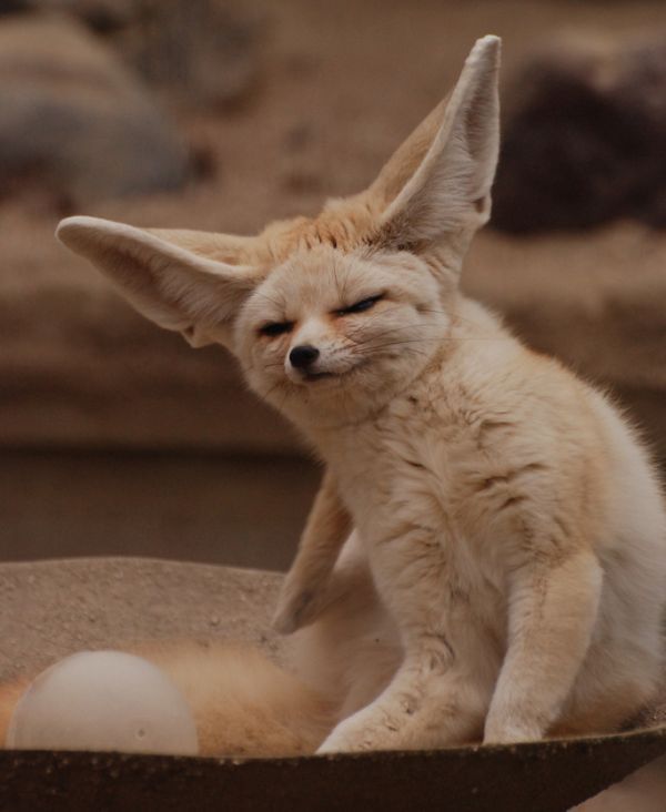 These funny animals (34 pics)