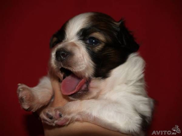 These funny animals (34 pics)
