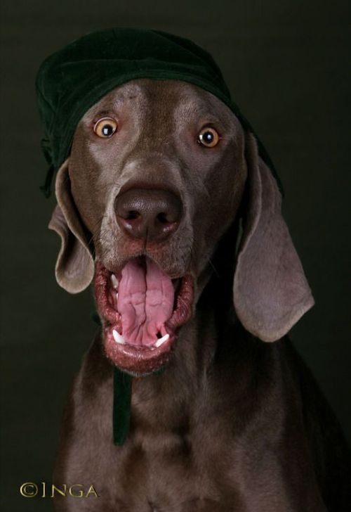 These funny animals (34 pics)