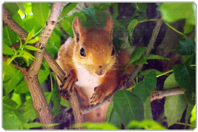 These funny animals (34 pics)