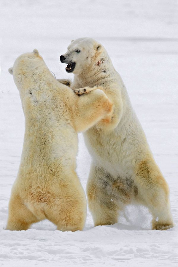 These funny animals (34 pics)