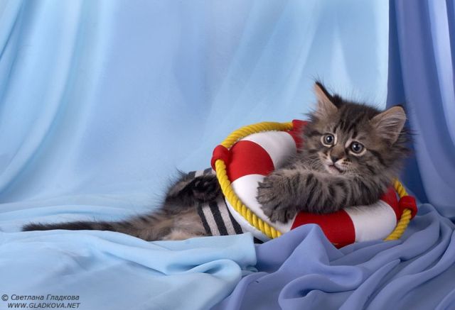 These funny animals (34 pics)
