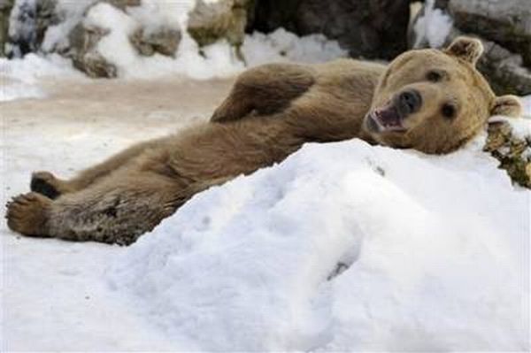 These funny animals (34 pics)